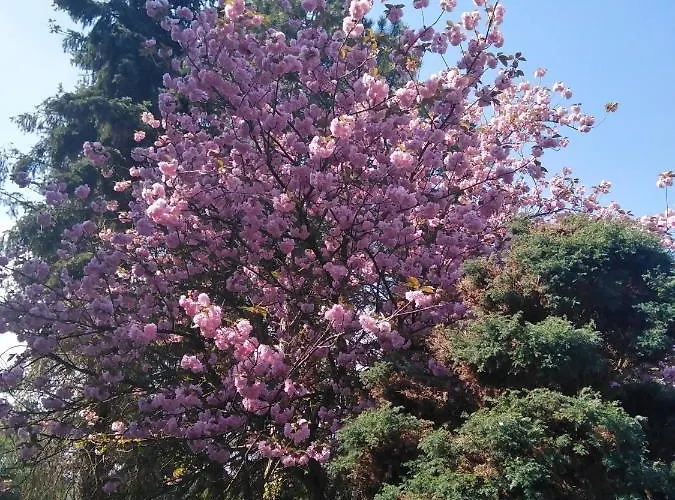 Im Gruenen Apartamento *